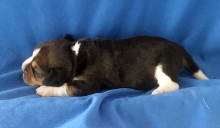 Martina Girl 3 Side 1 week